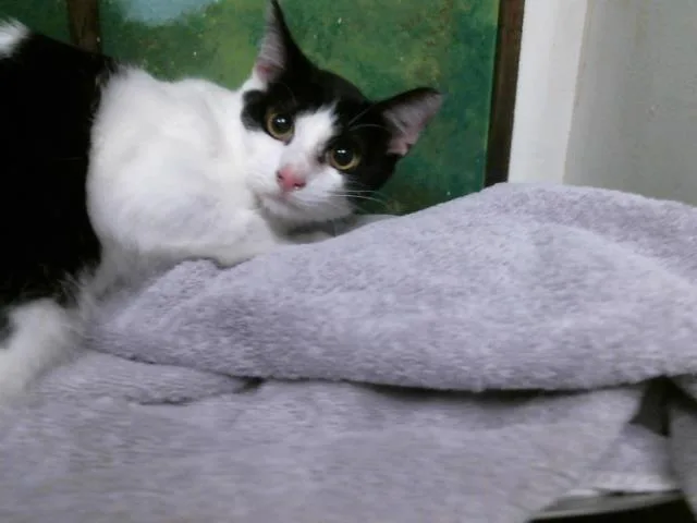 A young medium-sized male Domestic Short Hair cat named Luis for adoption in Houston, TX
