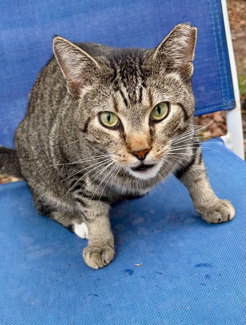 An adult medium-sized male Tabby cat named Tigger for adoption in Bolivia, NC