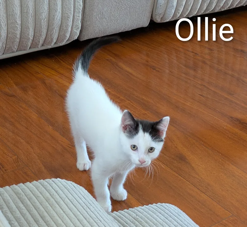 A baby large-sized male Tabby (Brown / Chocolate) Domestic Short Hair cat named Ollie for adoption in Farmington, MN