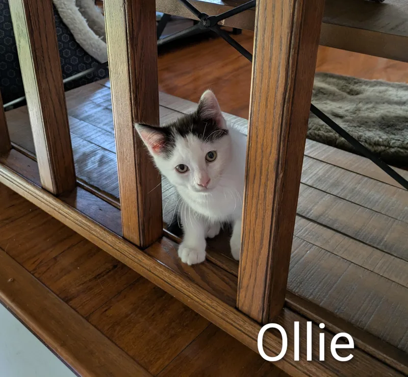 Ollie thumbnail 2