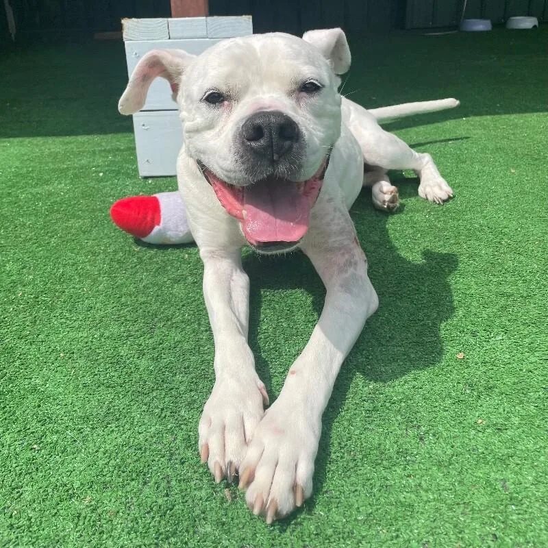 A senior large-sized female Boxer dog named Sugar for adoption in Roanoke, VA