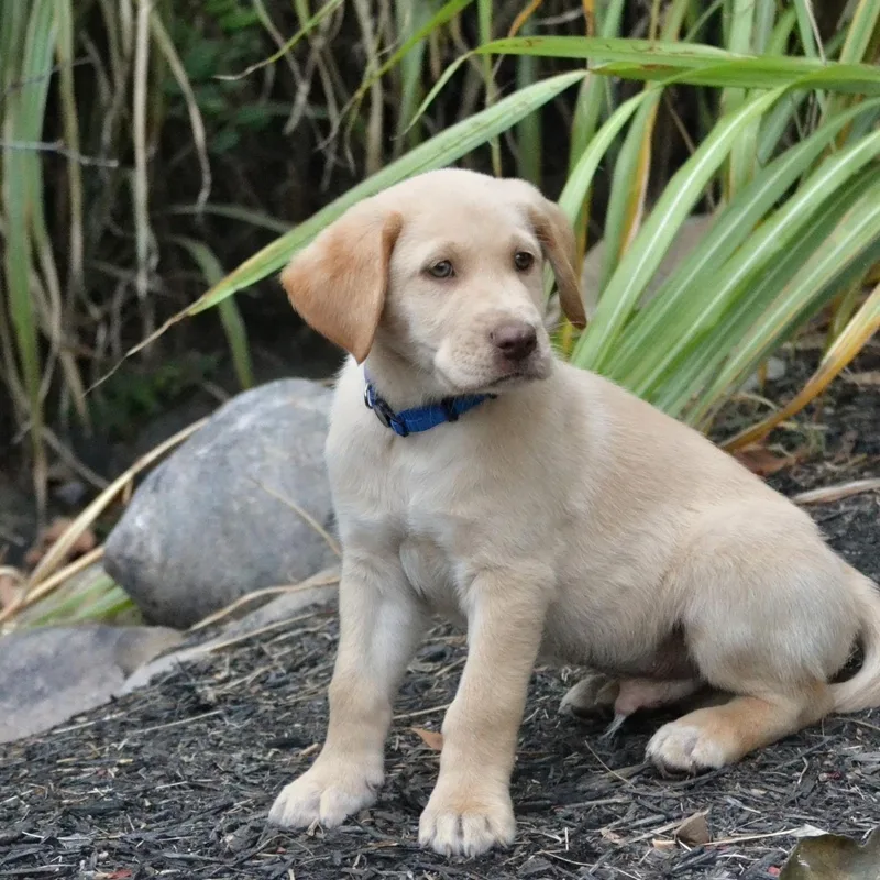 A baby large-sized male Yellow / Tan / Blond / Fawn Yellow Labrador Retriever dog named Texas for adoption in Spring hill, TN
