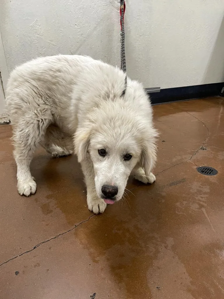 A baby large-sized male Great Pyrenees dog named Crackers for adoption in Chico, CA