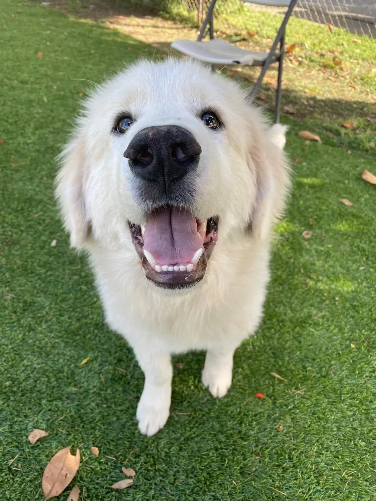 Crackers thumbnail 3