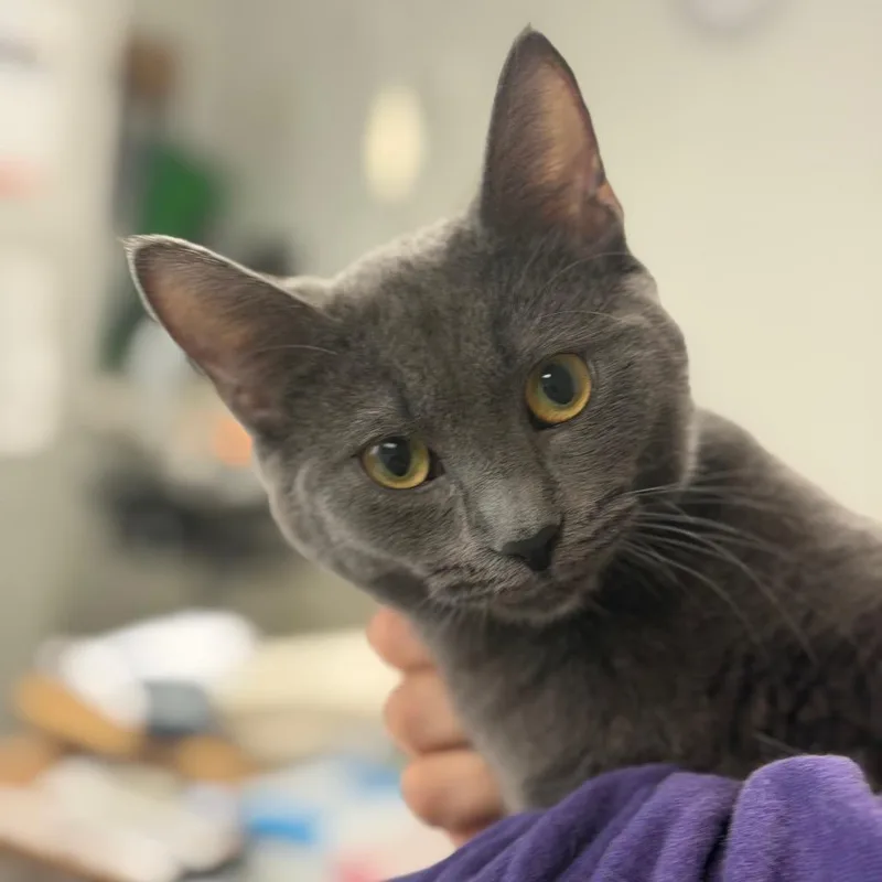 A young medium-sized female Gray / Blue / Silver Domestic Short Hair cat named Laney for adoption in Canton, IL