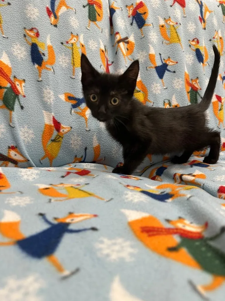 A baby small-sized male Domestic Short Hair cat named Jones for adoption in Newberg, OR