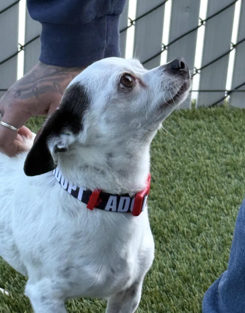 A senior small-sized male Chihuahua dog named Clyde for adoption in Prineville, OR