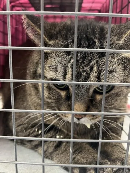 An adult medium-sized female Domestic Short Hair cat named Angel for adoption in Las Vegas, NV