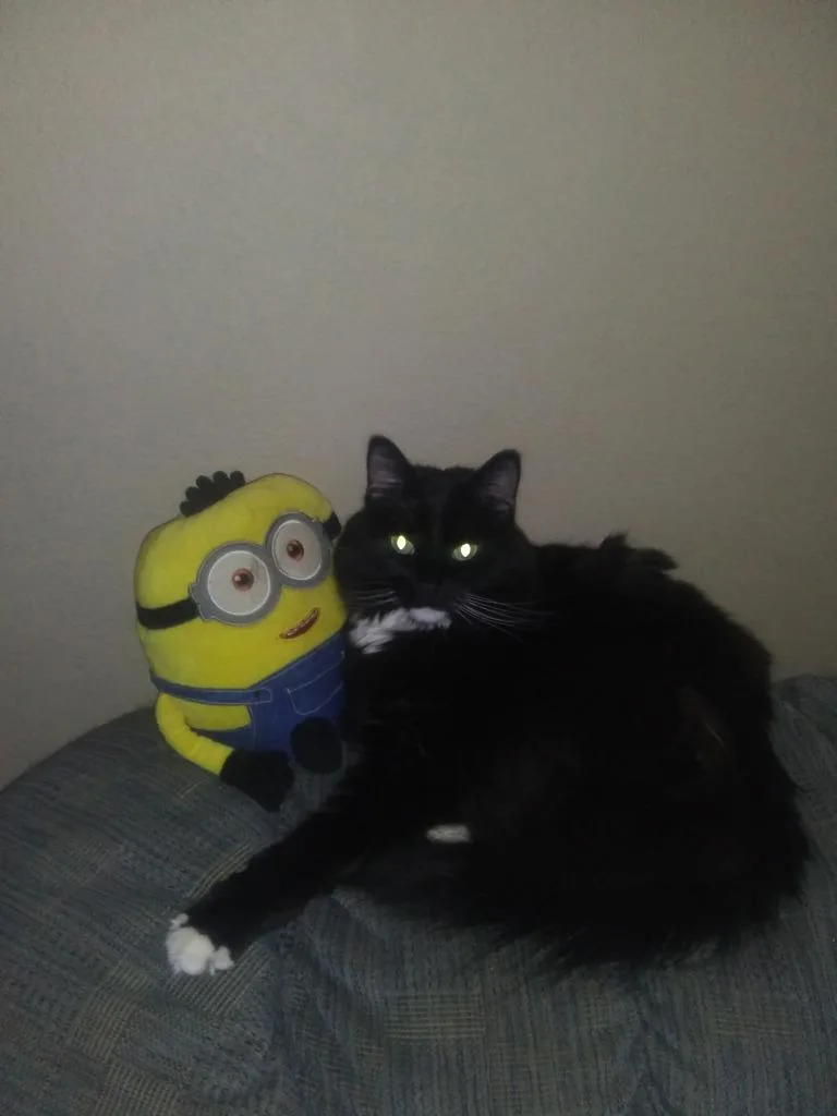 A senior medium-sized male Domestic Short Hair cat named Leonard for adoption in St. Cloud, MN