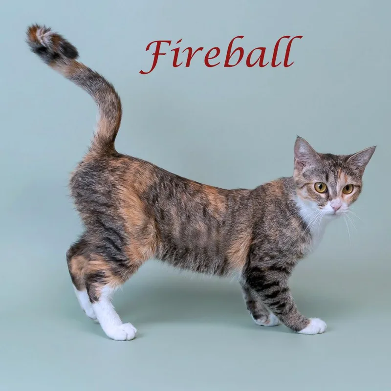 Fireball C