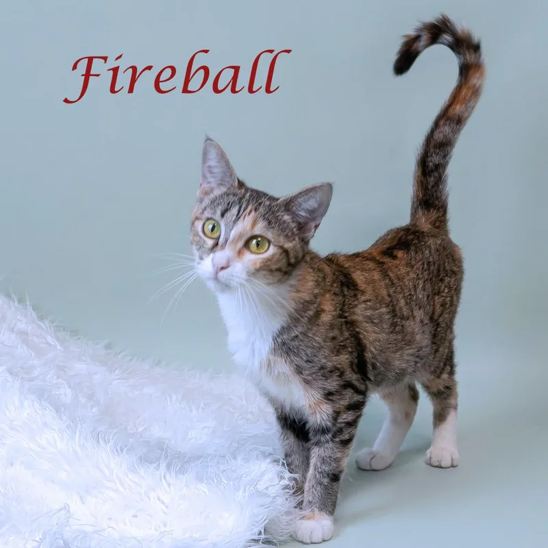 Fireball C thumbnail 2