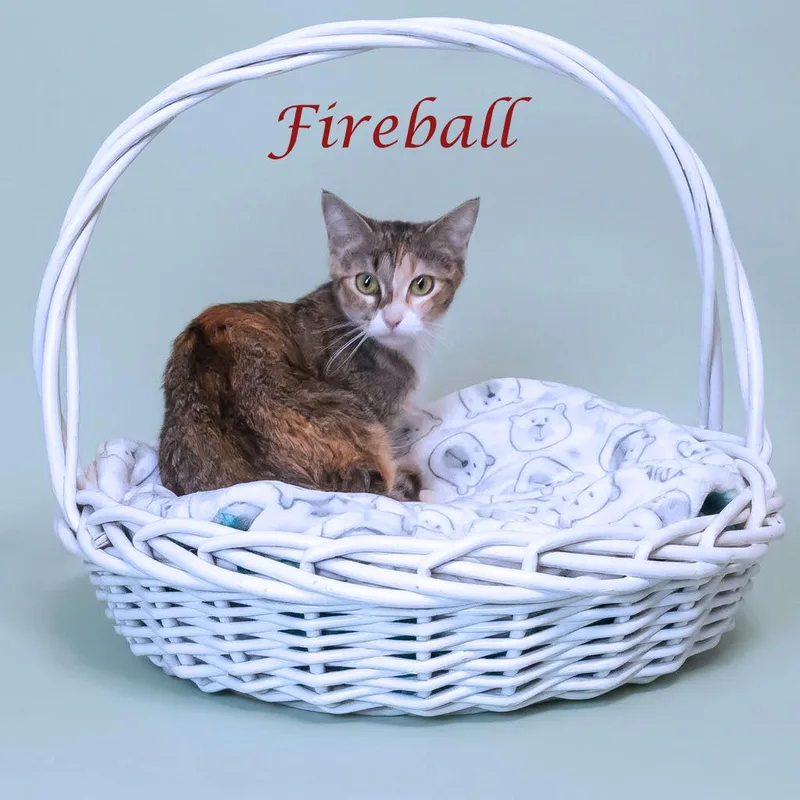 Fireball C thumbnail 3