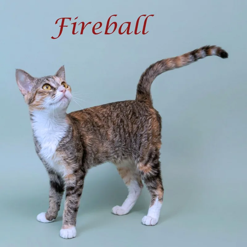 Fireball C thumbnail 4
