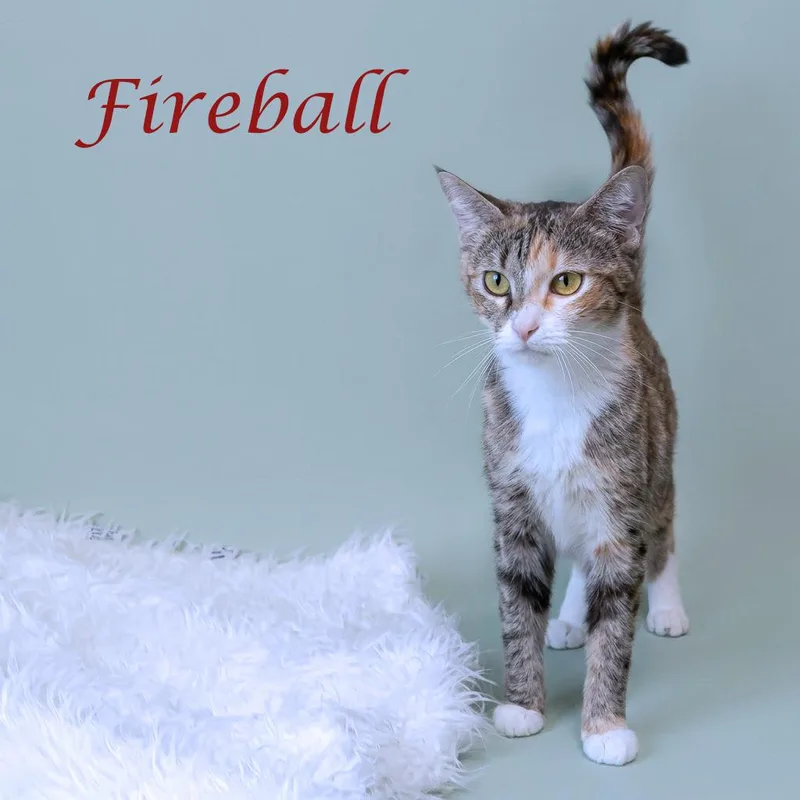 Fireball C thumbnail 5