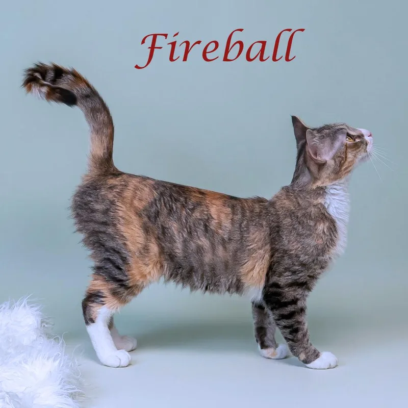 Fireball C thumbnail 6
