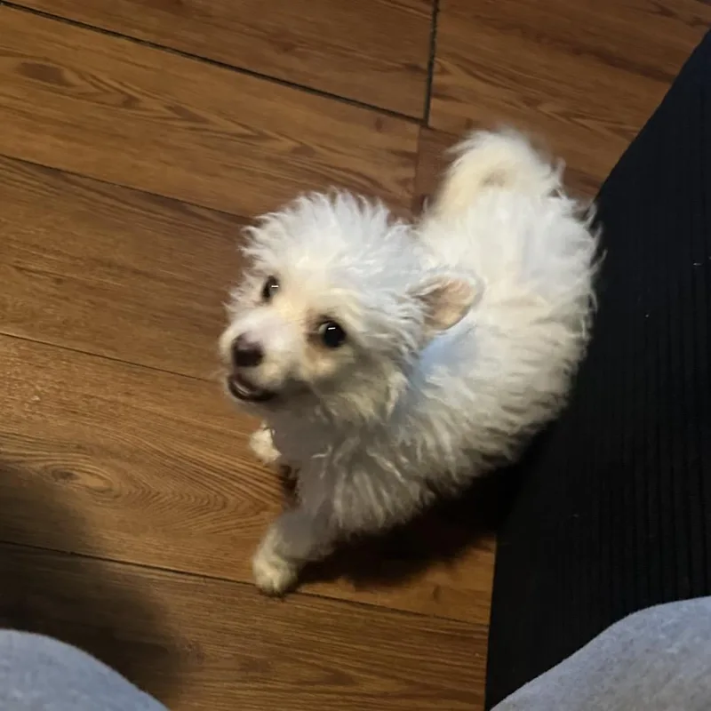 A baby small-sized male White / Cream Mixed Breed dog named Milan for adoption in West Chester, PA