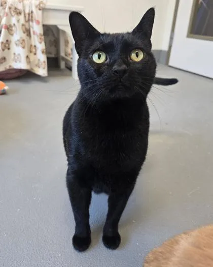 Bella Black thumbnail 2