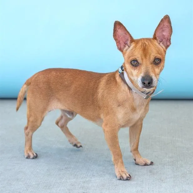 An adult small-sized male Brown / Chocolate Chihuahua dog named Waffles for adoption in Long Beach, CA