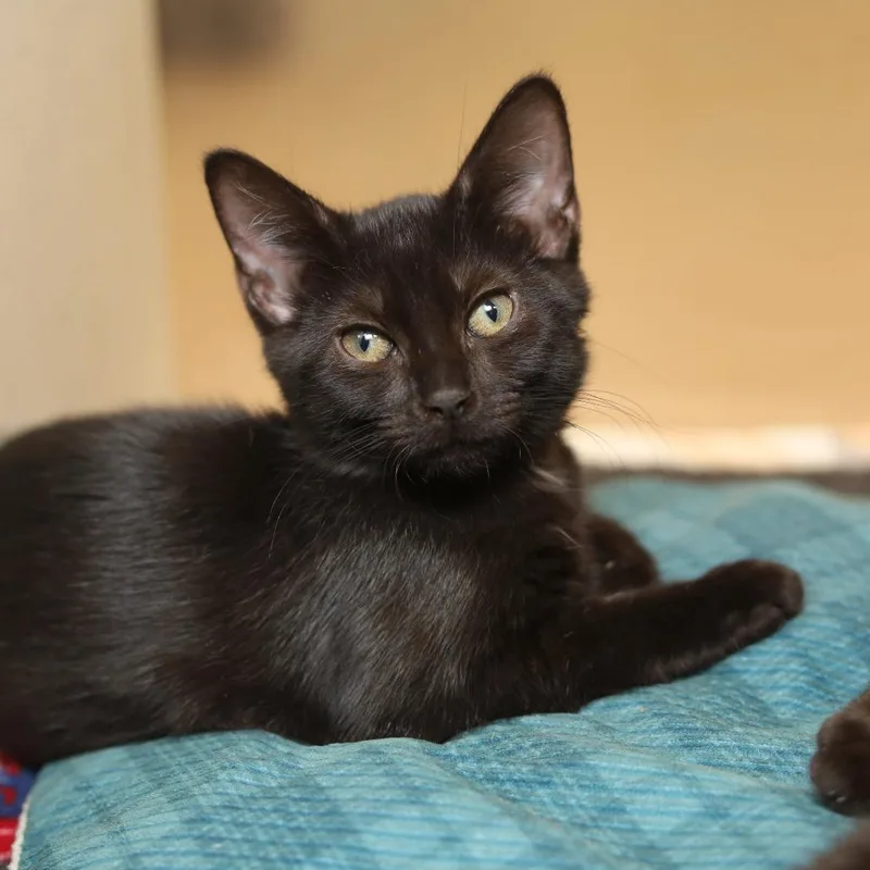 A baby small-sized female Black Domestic Short Hair cat named Seashell for adoption in Evansville, IN