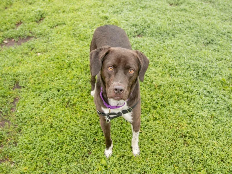An adult medium-sized male Labrador Retriever dog named Kobe for adoption in Lansing, KS