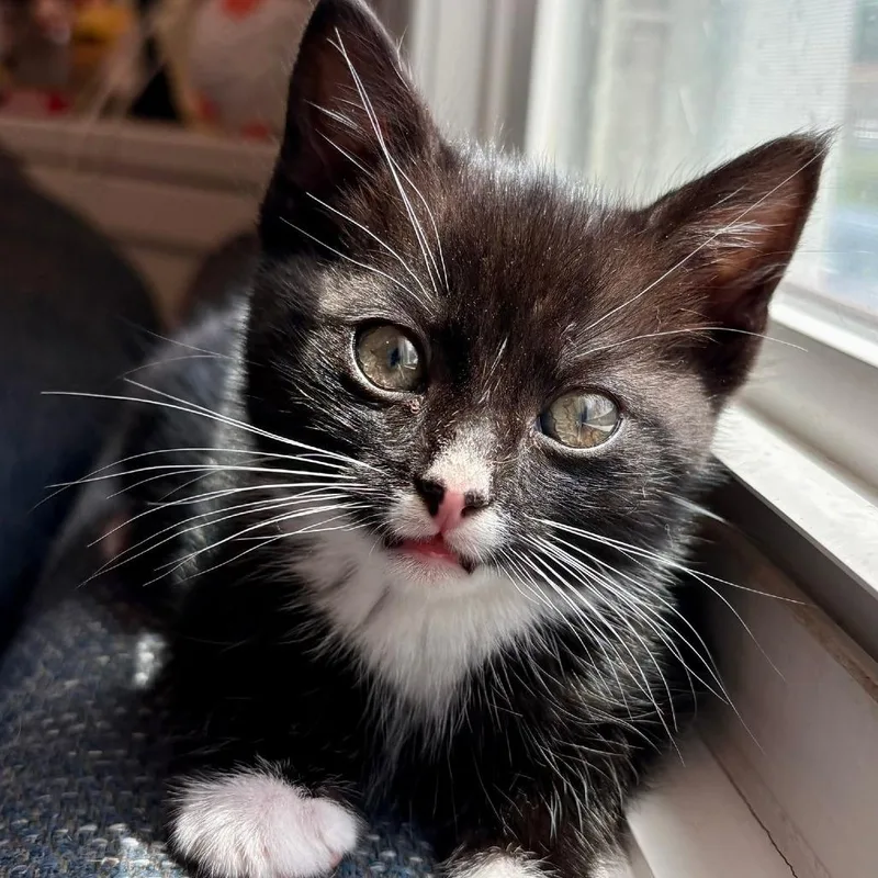 A baby small-sized male Black Domestic Short Hair cat named Eggs for adoption in Reisterstown, MD