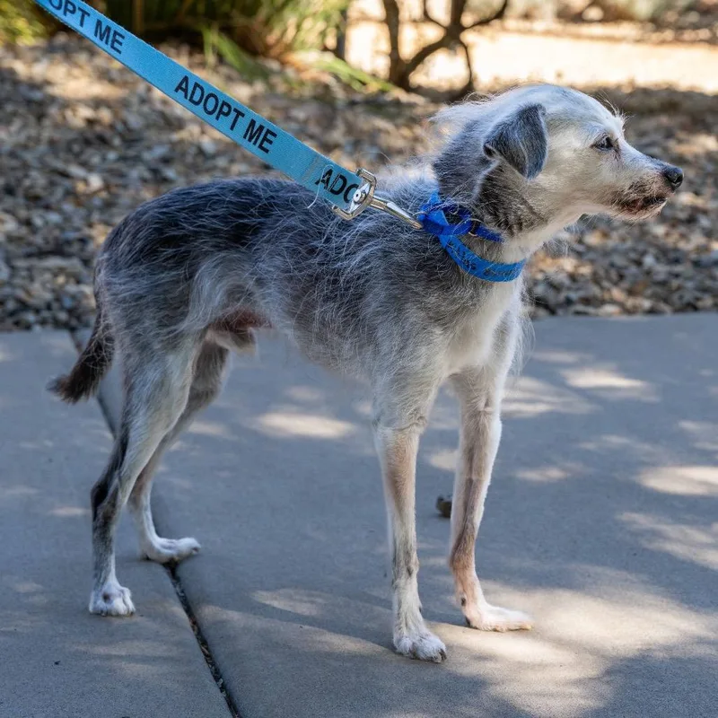 A senior small-sized male Gray / Blue / Silver Chihuahua dog named Atlas for adoption in Albuquerque, NM