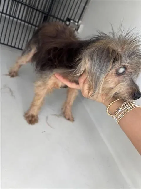 An adult small-sized male Yorkshire Terrier dog named A for adoption in Houston, TX