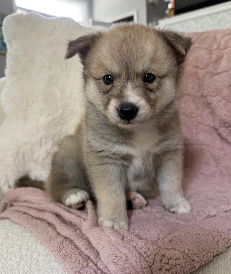 A baby medium-sized male Pomeranian dog named Nacho for adoption in Oxford, MI