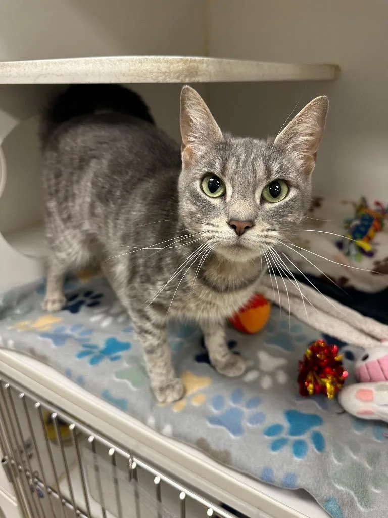 A baby medium-sized female Domestic Short Hair cat named Butterball for adoption in Johnson City, TN