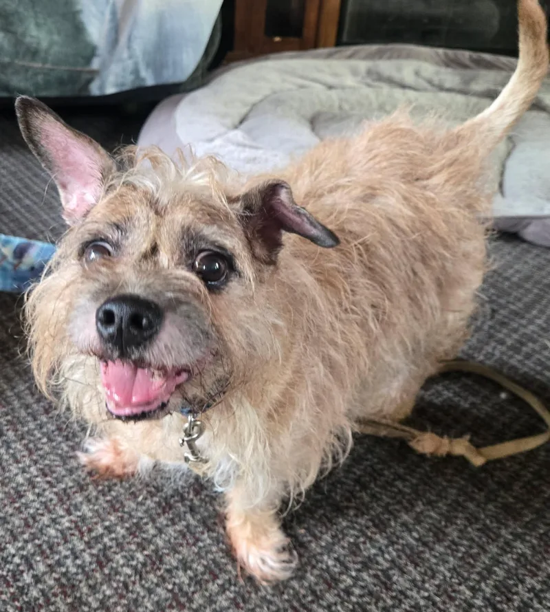 A senior small-sized male Yellow / Tan / Blond / Fawn Terrier dog named Shaggy for adoption in Blue Springs, MO