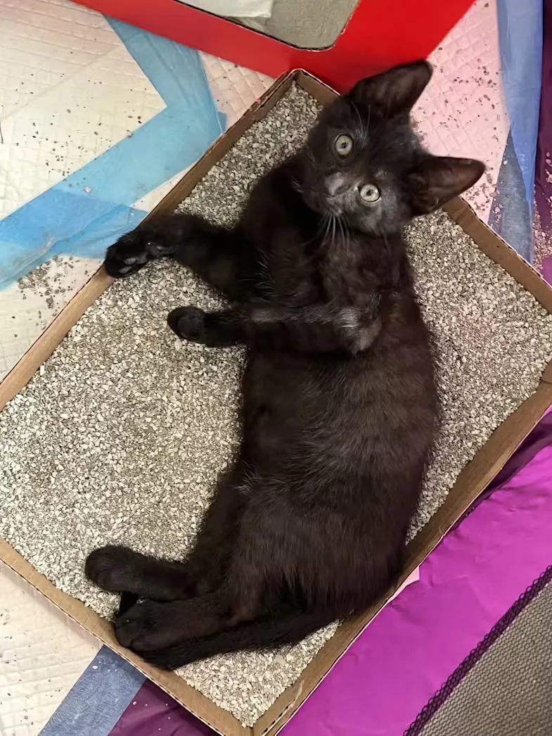 A baby medium-sized male Black Domestic Short Hair cat named Spice for adoption in Findlay, OH