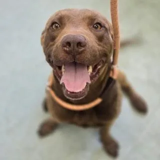 An adult medium-sized male Brown / Chocolate Labrador Retriever dog named Ollie for adoption in East Hampton, NY