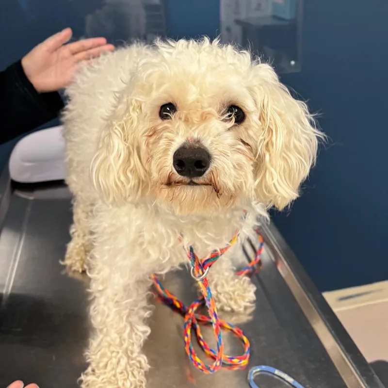 An adult small-sized male White / Cream Poodle dog named Sailor for adoption in Vineland, NJ