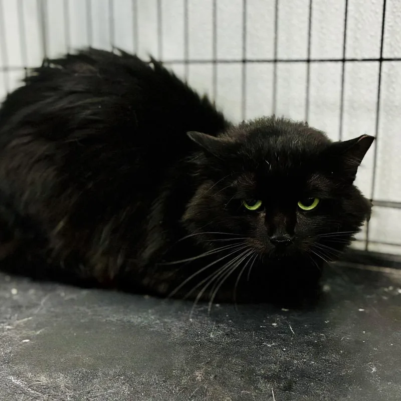 A young small-sized male Black Domestic Long Hair cat named Mister for adoption in Lebanon, MO