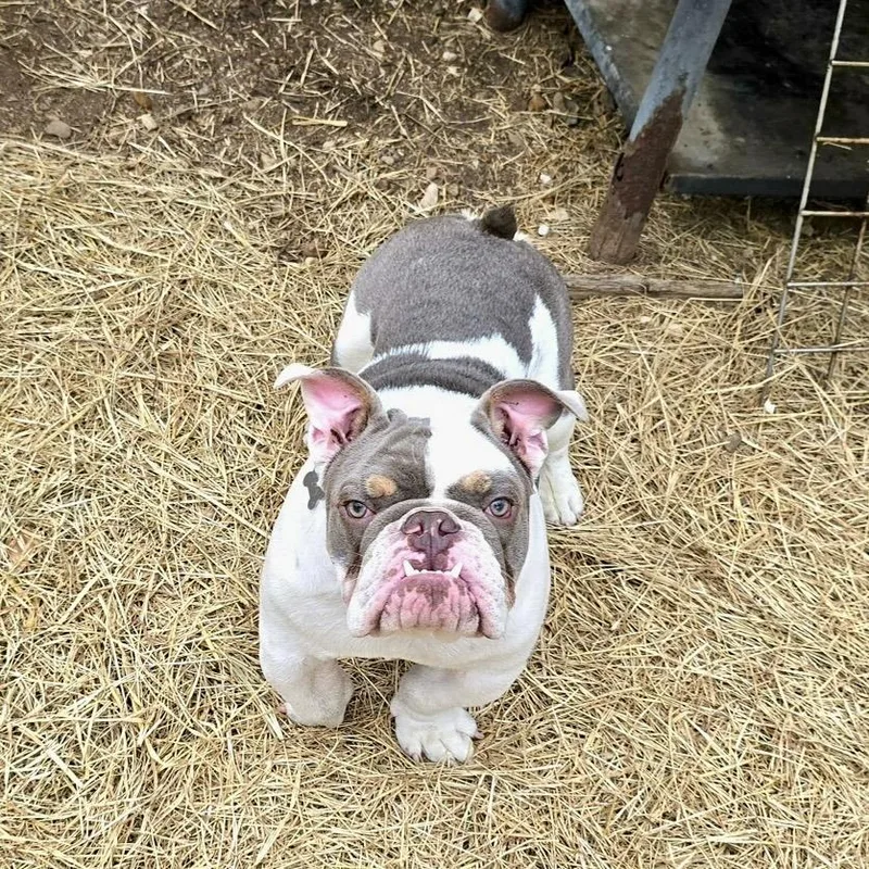 A baby medium-sized male Gray / Blue / Silver English Bulldog dog named Harry PB for adoption in Schertz, TX