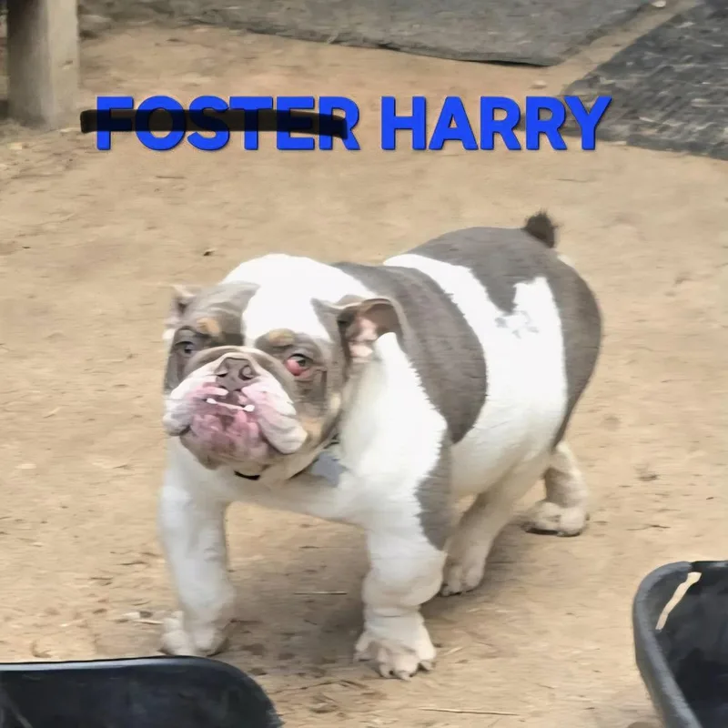Harry PB thumbnail 2