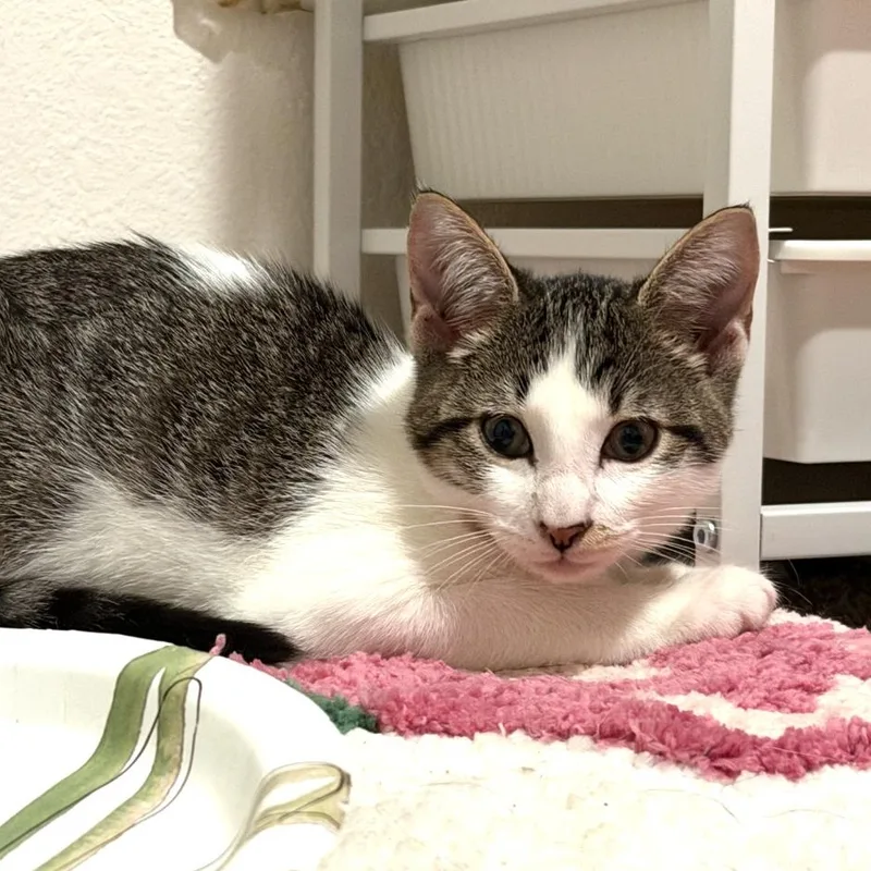 A baby small-sized male Gray & White Domestic Short Hair cat named Mochi for adoption in Liverpool, TX
