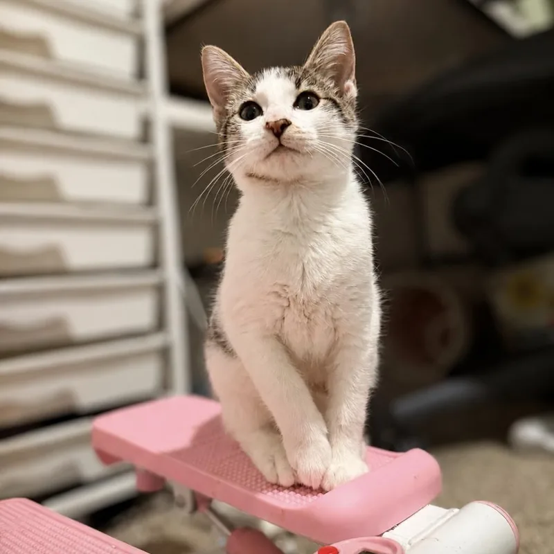 Mochi thumbnail 2
