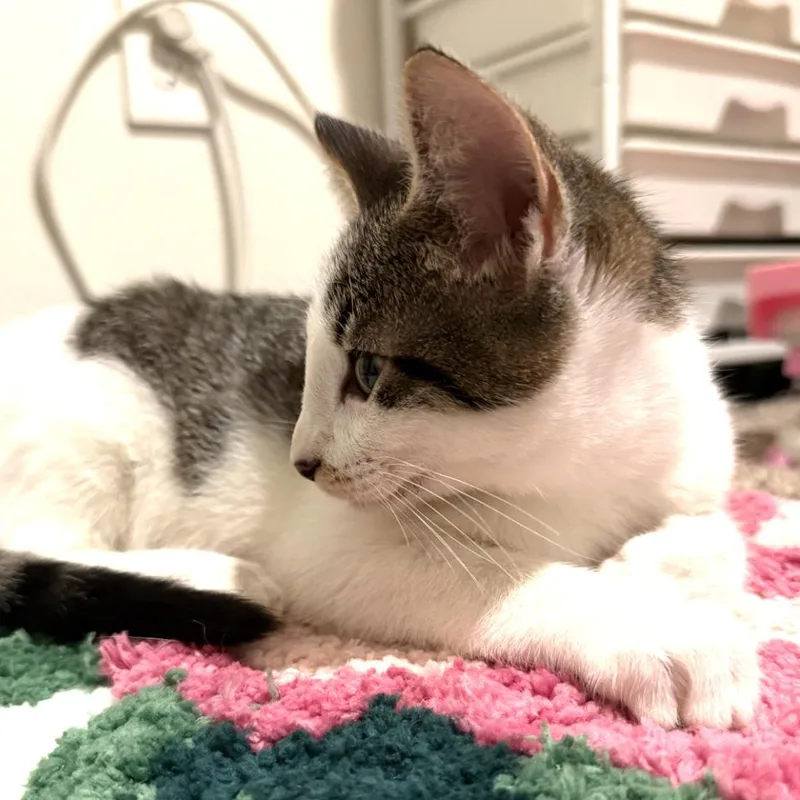 Mochi thumbnail 3