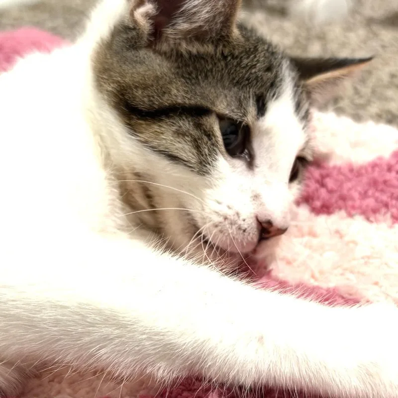 Mochi thumbnail 4