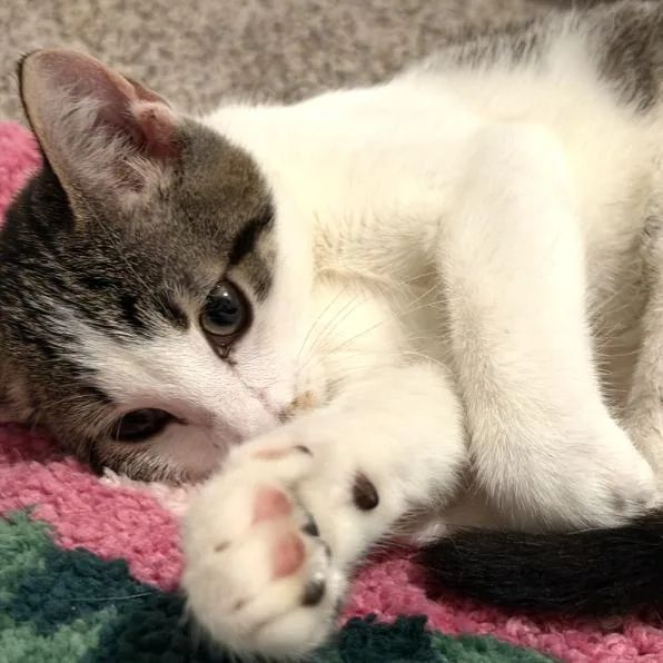 Mochi thumbnail 5