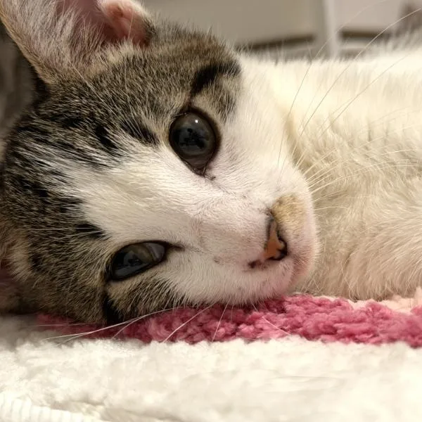 Mochi thumbnail 6