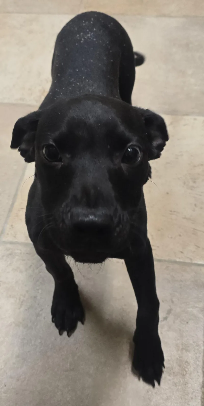 A baby large-sized male Black Labrador Retriever dog named Pip for adoption in Brainerd, MN