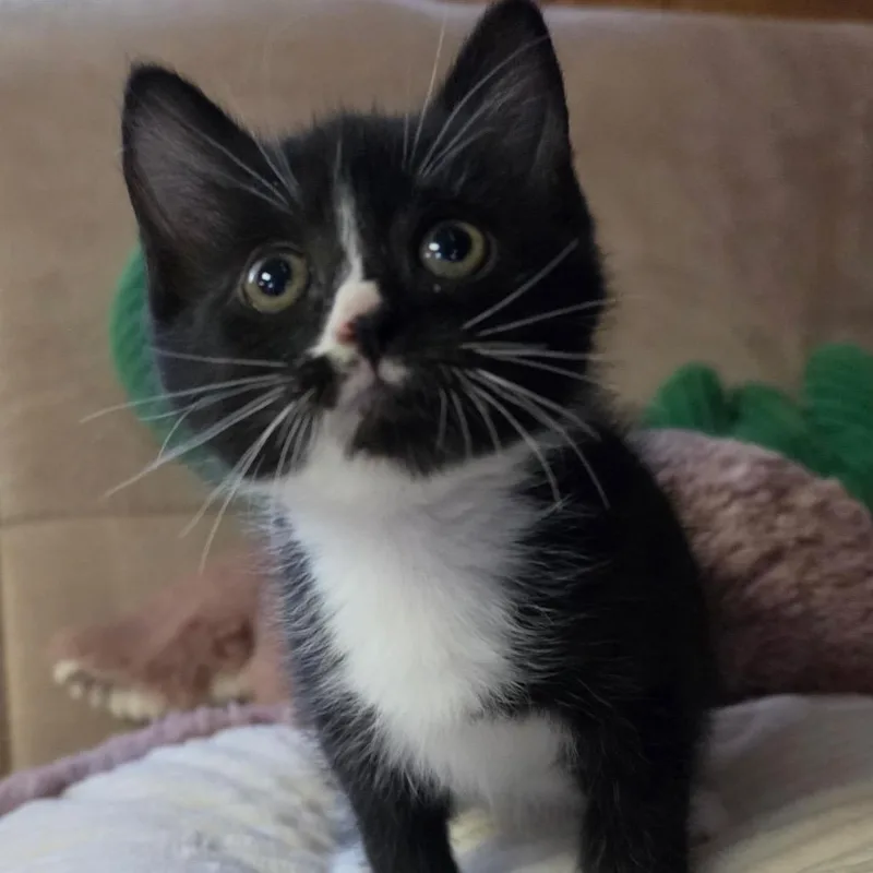 A baby medium-sized female Black & White / Tuxedo Domestic Medium Hair cat named Cupcake for adoption in Graham, WA