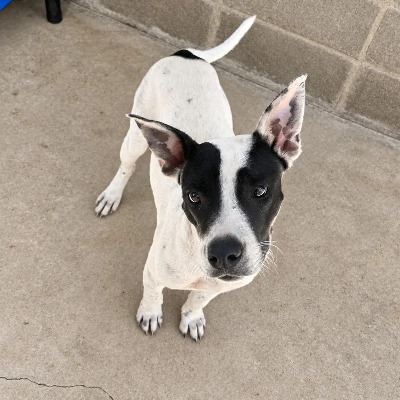 A young medium-sized male White / Cream Terrier dog named TUSCStray__ for adoption in Tuscaloosa, AL