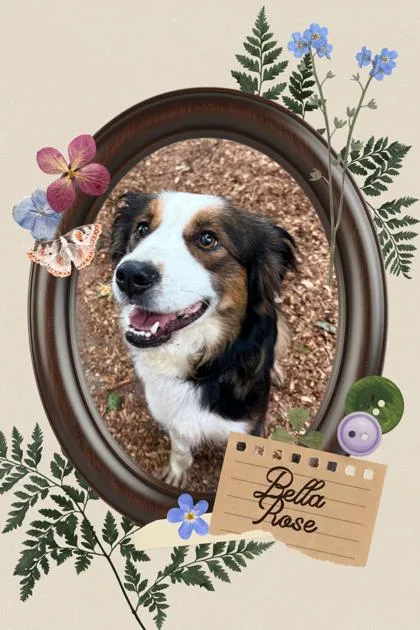 A young medium-sized female Australian Shepherd dog named Bella Rose for adoption in Wilkesboro, NC