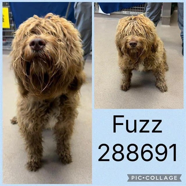 A young medium-sized male Mixed Breed dog named Fuzz for adoption in Macon, GA