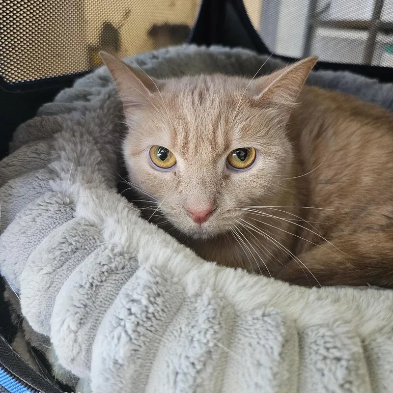 An adult large-sized male Buff / Tan / Fawn Domestic Short Hair cat named Teddy Bear for adoption in Evansville, IN