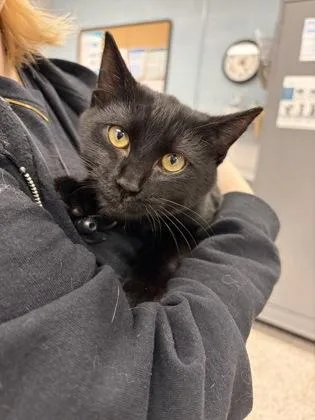 A baby small-sized male Domestic Short Hair cat named Heihei for adoption in Gastonia, NC