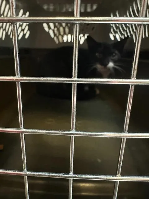 A baby medium-sized male Domestic Short Hair cat named Tony Danza for adoption in Rome, GA